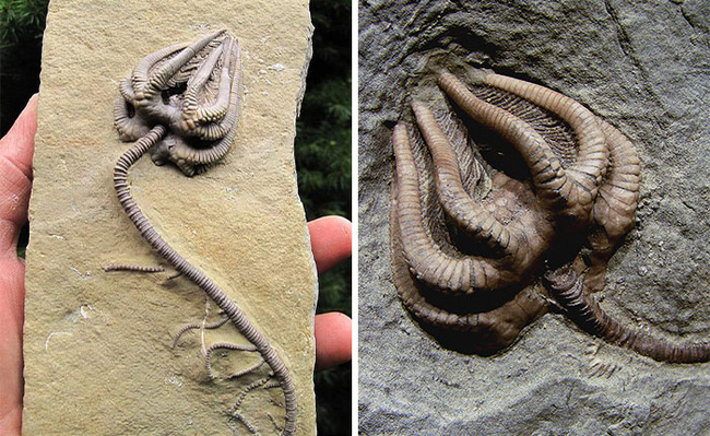 Mở mang tầm mắt với 8 mẫu hóa thạch kỳ lạ, cái cuối cùng khiến ta vừa sợ vừa tò mò - Ảnh 6.
