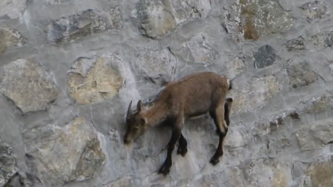 Alpine Ibex: Bất chấp các vấn đề về trọng lực, loài động vật này vẫn có thể leo lên các bức tường thẳng đứng - Ảnh 7.