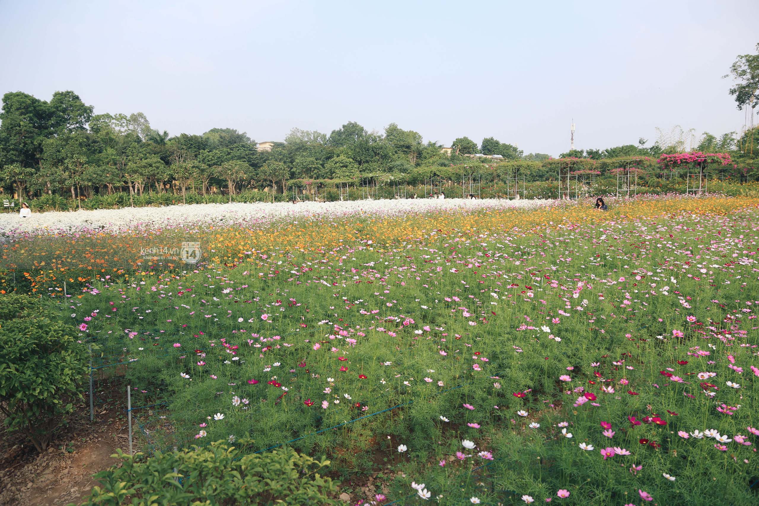 Trường ĐH rộng gần 200ha có vườn hoa đẹp nhất mùa đông Hà Nội, nhiều góc sống ảo cực chill chỉ với 25K - Ảnh 9.