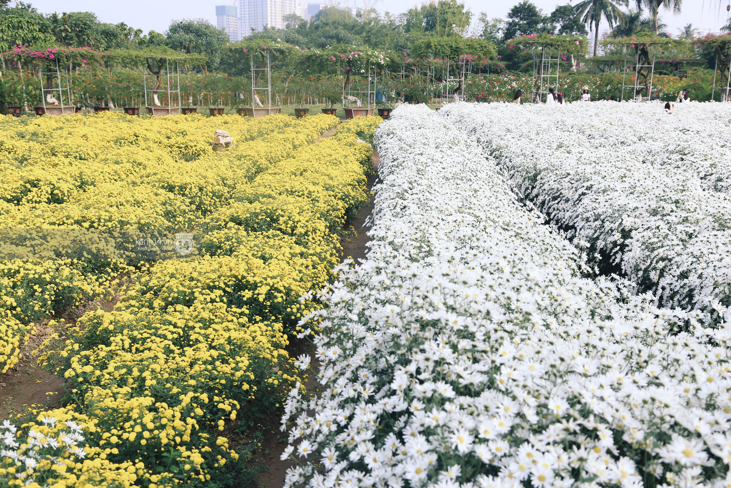 Trường ĐH rộng gần 200ha có vườn hoa đẹp nhất mùa đông Hà Nội, nhiều góc sống ảo cực chill chỉ với 25K - Ảnh 1.
