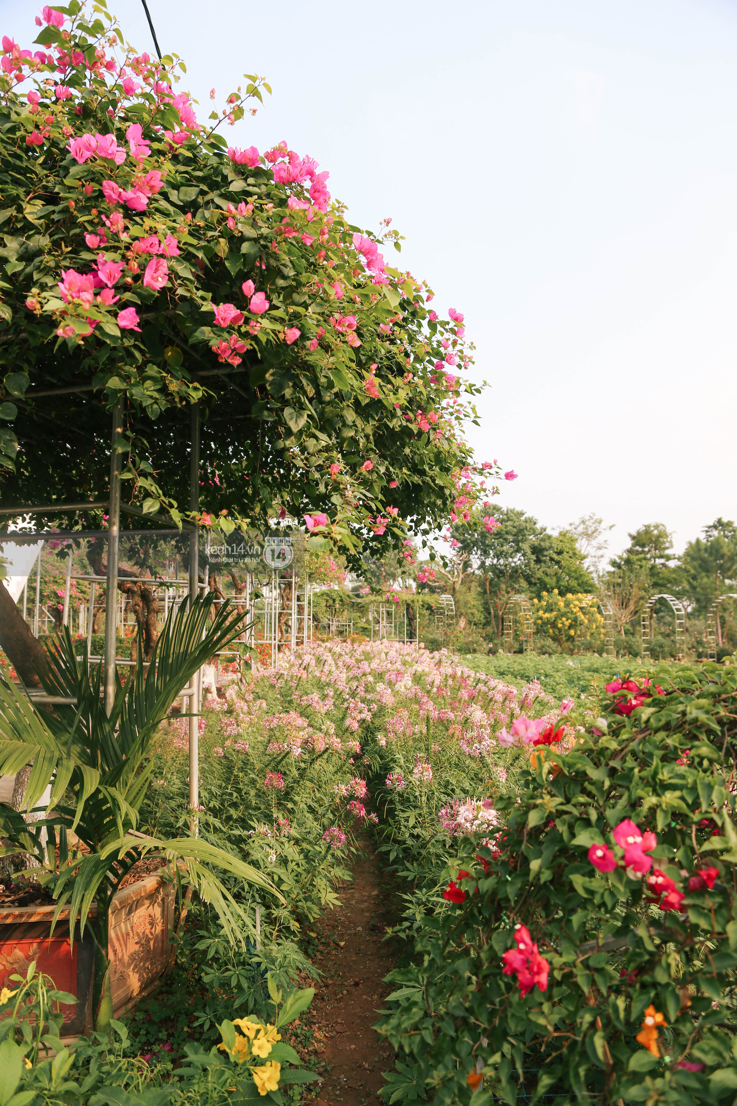Trường ĐH rộng gần 200ha có vườn hoa đẹp nhất mùa đông Hà Nội, nhiều góc sống ảo cực chill chỉ với 25K - Ảnh 15.