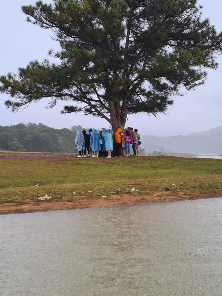 Nh&oacute;m bạn gi&uacute;p c&acirc;y th&ocirc;ng c&ocirc; đơn ở Đ&agrave; Lạt kh&ocirc;ng c&ograve;n c&ocirc; đơn nữa nhưng ai xem xong cũng hốt hoảng v&igrave; nguy hiểm - Ảnh 2.