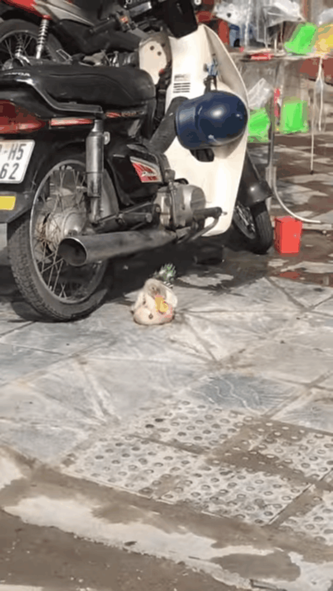 Ch&uacute; vịt s&agrave;nh điệu được mặc quần &aacute;o mỗi ng&agrave;y 1 bộ, nhuộm l&ocirc;ng đầu, đeo v&ograve;ng cổ khiến ai cũng phải nh&igrave;n ở ng&atilde; tư Bạch Mai - Phố Huế - Ảnh 3.