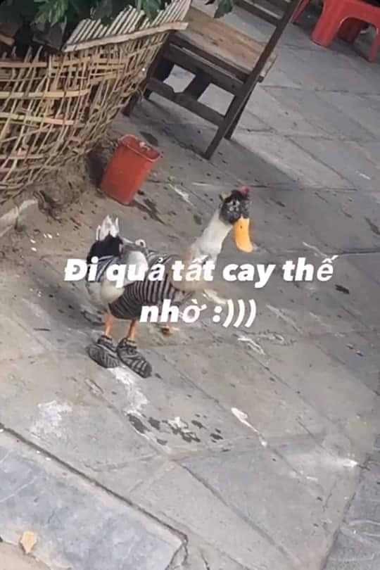 Ch&uacute; vịt s&agrave;nh điệu được mặc quần &aacute;o mỗi ng&agrave;y 1 bộ, nhuộm l&ocirc;ng đầu, đeo v&ograve;ng cổ khiến ai cũng phải nh&igrave;n ở ng&atilde; tư Bạch Mai - Phố Huế - Ảnh 6.