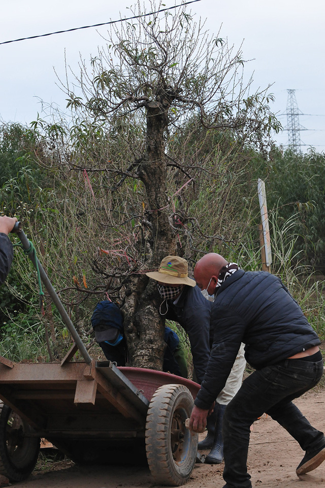Hà Nội: Các nhà vườn Nhật Tân nhộn nhịp chuẩn bị vụ đào Tết - Ảnh 6.