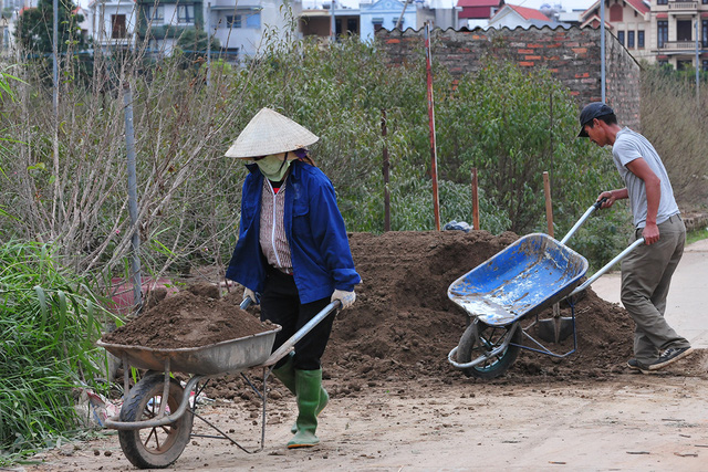 Hà Nội: Các nhà vườn Nhật Tân nhộn nhịp chuẩn bị vụ đào Tết - Ảnh 7.