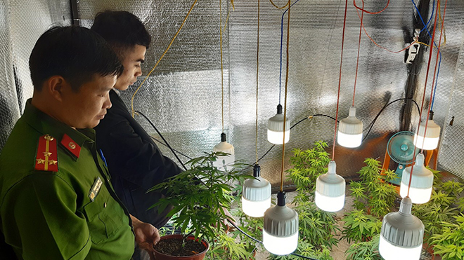 Vườn cần sa trồng trong nhà với công nghệ chiếu sáng hiện đại - Ảnh 1.