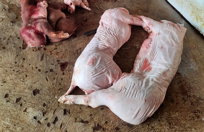 Phát hiện gần 1 tấn thịt lợn thối chuẩn bị đưa đi tiêu thụ - Ảnh 1.