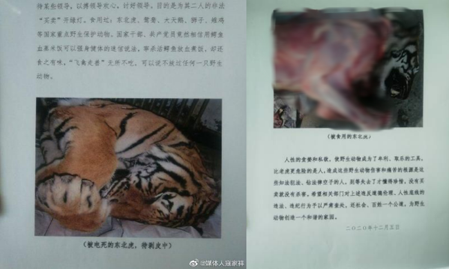 Núp bóng bảo trợ để kinh doanh động vật quý hiếm, một trung tâm ở Trung Quốc bán lông hổ giá... 2,5 tỷ đồng - Ảnh 3.