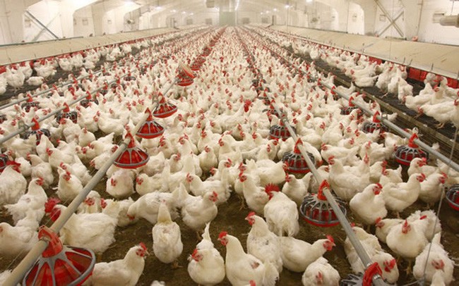 Dịch cúm gia cầm lan rộng ở miền Tây Nhật Bản, hơn 2 triệu con gà bị tiêu hủy - Ảnh 1.
