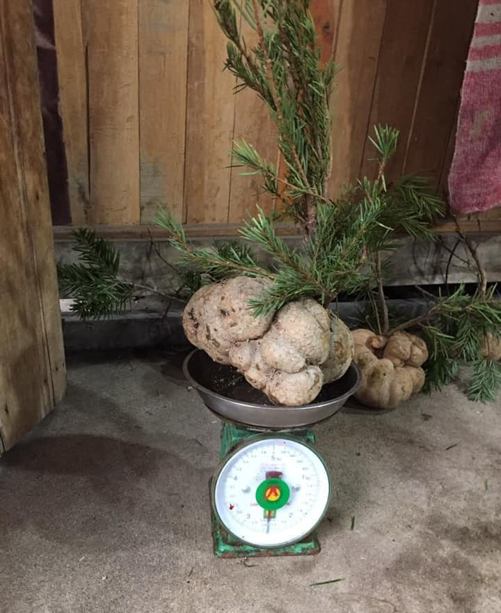 Loại nấm mọc tr&ecirc;n ngọn c&acirc;y, gi&aacute; v&agrave;i triệu/kg vẫn được nh&agrave; gi&agrave;u Việt l&ugrave;ng mua quanh năm v&igrave; &iacute;t c&oacute;, kh&oacute; t&igrave;m - Ảnh 2.