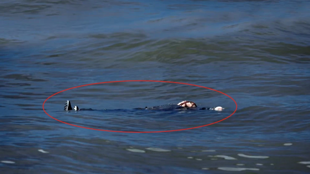 4 lý do Lộc Đỉnh Ký 2020 ăn điểm thấp thảm hại nhất năm: Lỗi không hoàn toàn ở Trương Nhất Sơn đâu nhé! - Ảnh 15. 4 lý do Lộc Đỉnh Ký 2020 ăn điểm thấp thảm hại nhất năm: Lỗi không hoàn toàn ở Trương Nhất Sơn đâu nhé! - Ảnh 15.