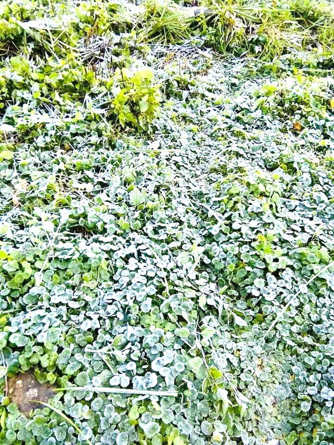 Lớp băng phủ trắng m&aacute;i nh&agrave;, c&acirc;y cỏ ở v&ugrave;ng n&uacute;i Nghệ An - Ảnh 2.