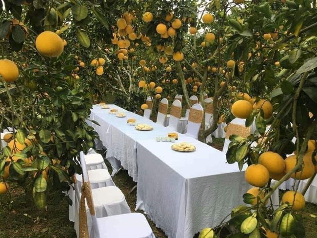 Bàn tiệc cưới bày giữa vườn trái cây ở miền Tây gây xôn xao khắp mạng xã hội, nhiều người gợi ý nên mang theo thứ đặc biệt này khi đến dự - Ảnh 2.