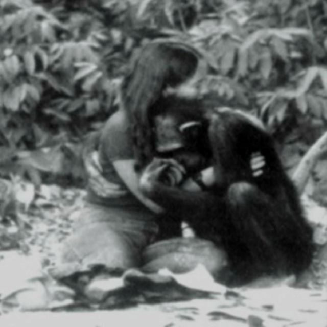 Được nhận nuôi từ thuở lọt lòng, con tinh tinh nghĩ mình là người, hoảng loạn lúc gặp đồng loại và cái kết buồn khi được trả về thế giới hoang dã - Ảnh 3.