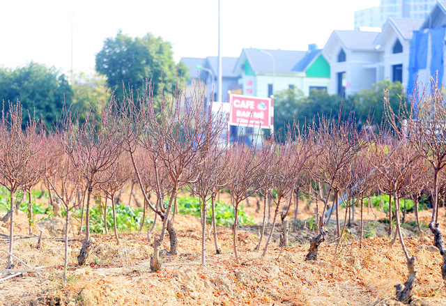 Vựa trồng đ&agrave;o lớn thứ 2 tại H&agrave; Nội chạy nước r&uacute;t phục vụ Tết cổ truyền - Ảnh 10.