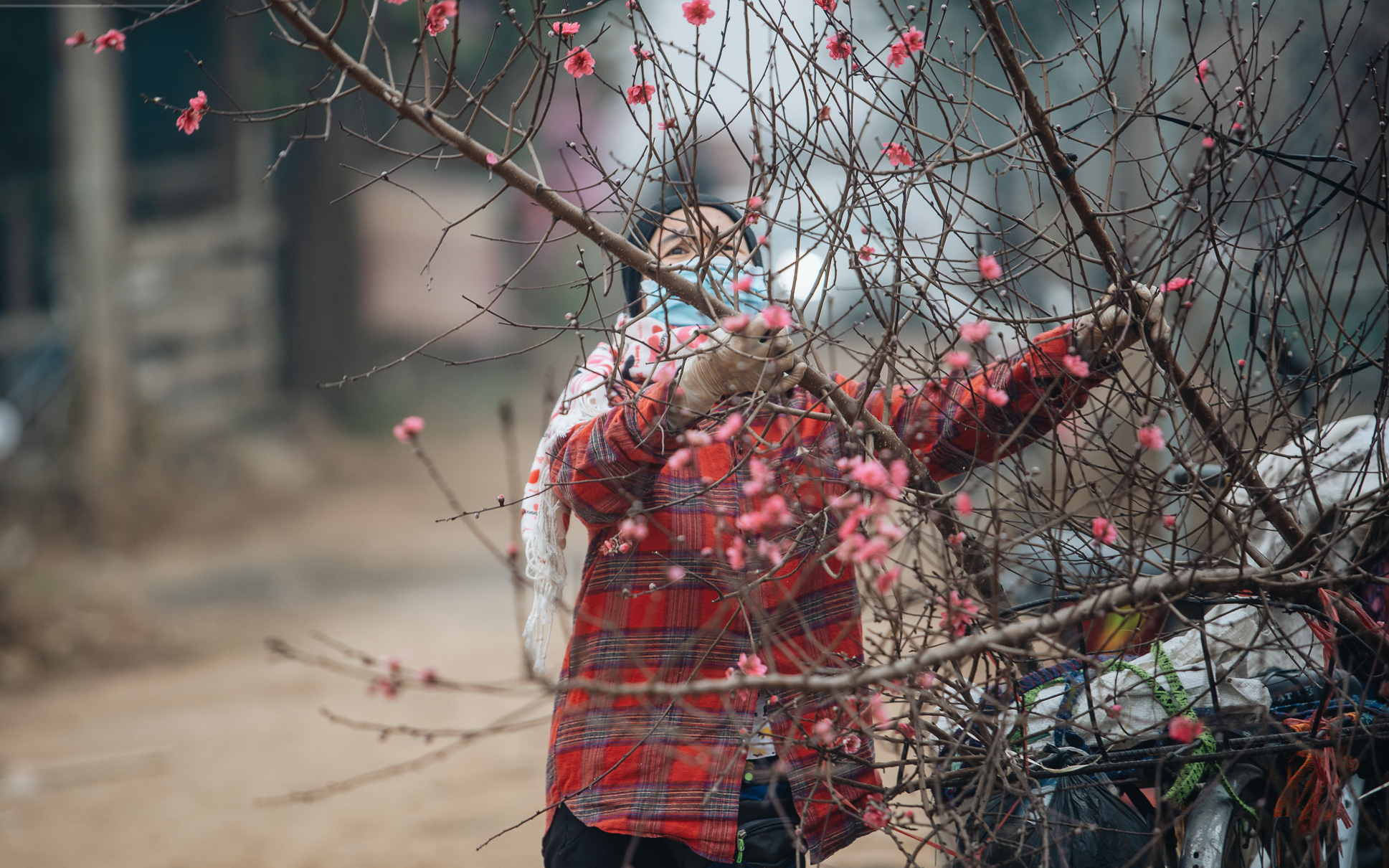 Ảnh: Trời lạnh sương mờ, làng đào Nhật Tân khoe sắc, đúng là Tết đang đến rất gần rồi!