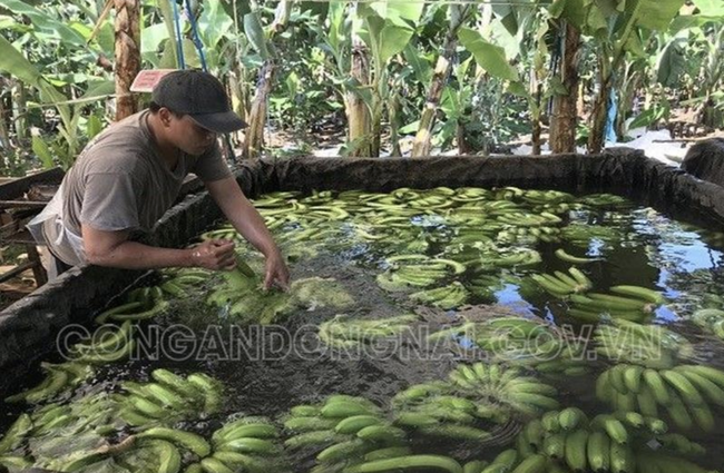 Phát hiện hơn 20 ngàn kg chuối ngâm nước, phun thuốc bảo quản không rõ nguồn gốc trước khi đưa đi tiêu thụ dịp Tết - Ảnh 1.