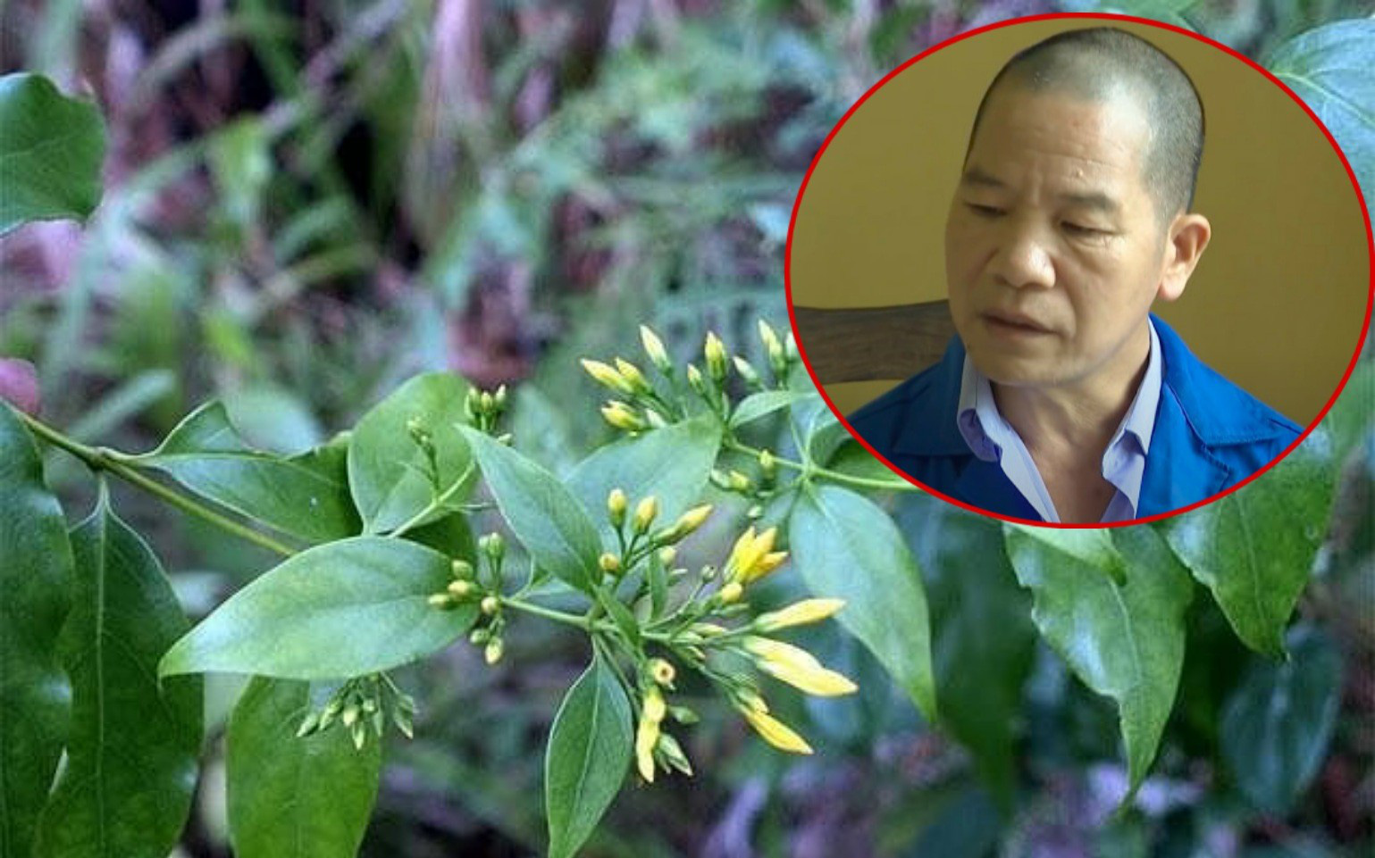 ĐẦU ĐỘC BẰNG LÁ NGÓN, tin tức Mới nhất Hành trình cam go để đưa kẻ đầu ...