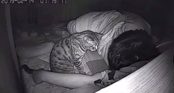 Thức dậy bỗng dưng thấy cả người đau nhức, cô gái vội kiểm tra camera mới ngỡ ngàng nhận ra mình bị mèo cưng trừng phạt cả đêm - Ảnh 6.