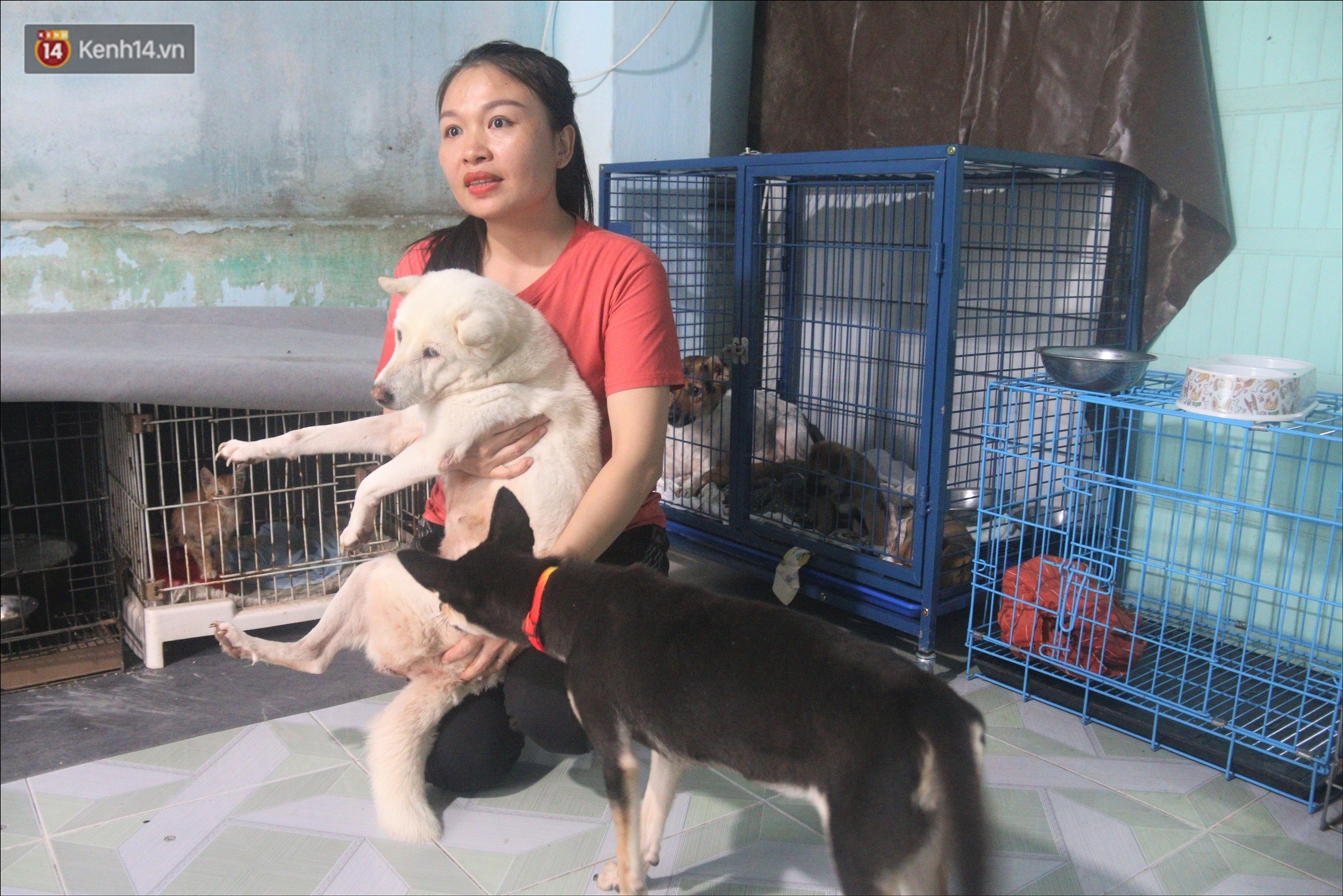 Người phụ nữ bán nhà để được làm “mẹ” của hàng trăm “bệnh binh” chó mèo bị bỏ rơi ở Đà Nẵng