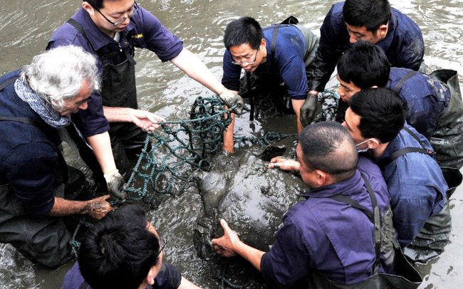 Báo nước ngoài đưa tin về việc phát hiện thêm rùa Hoàn Kiếm ở Việt Nam, có thể giúp loài rùa hiếm nhất thế giới này thoát khỏi nguy cơ tuyệt chủng - Ảnh 1.