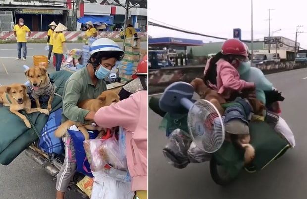 Cô em trendy Khánh Linh phản pháo khi bị chỉ trích giả tạo đến nổi da gà vì đăng clip rơi nước mắt thương 15 chú chó bị tiêu huỷ - Ảnh 1.