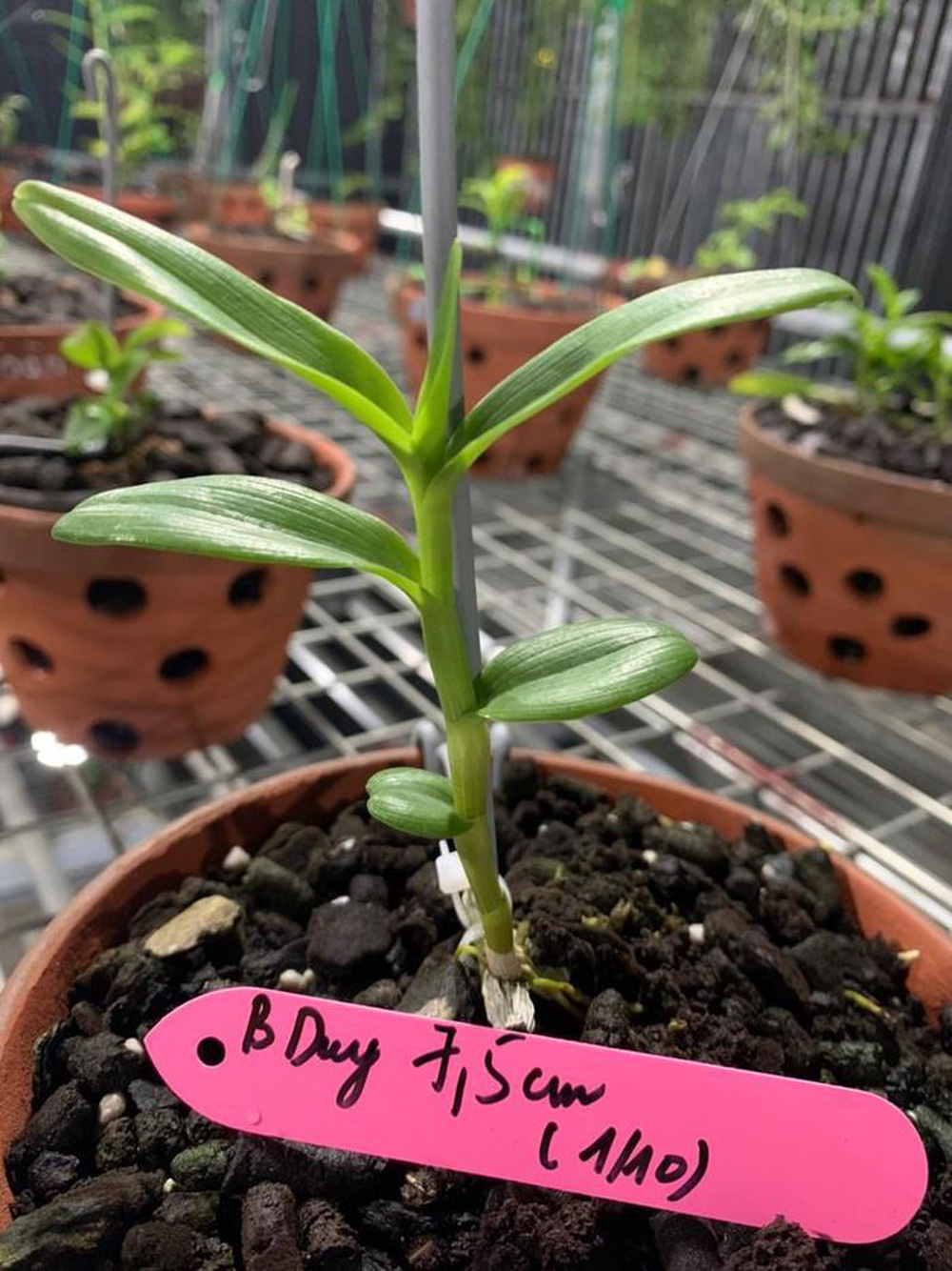 Đổi siêu xe Bentley Bentayga 21 tỉ đồng lấy 2 cây lan đột biến ở Đà Nẵng - Ảnh 3. Đổi siêu xe Bentley Bentayga 21 tỉ đồng lấy 2 cây lan đột biến ở Đà Nẵng - Ảnh 3.