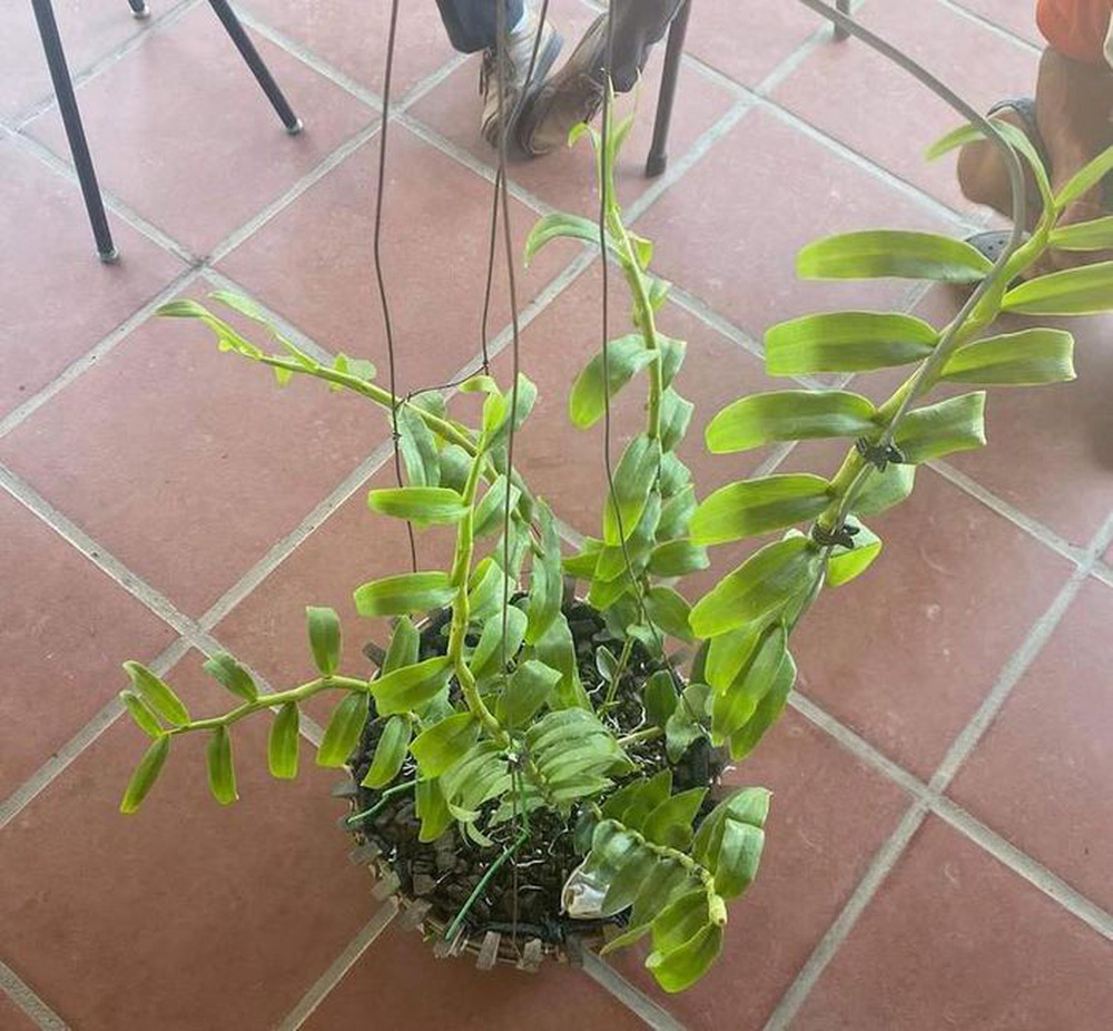 Đổi siêu xe Bentley Bentayga 21 tỉ đồng lấy 2 cây lan đột biến ở Đà Nẵng - Ảnh 4. Đổi siêu xe Bentley Bentayga 21 tỉ đồng lấy 2 cây lan đột biến ở Đà Nẵng - Ảnh 4.