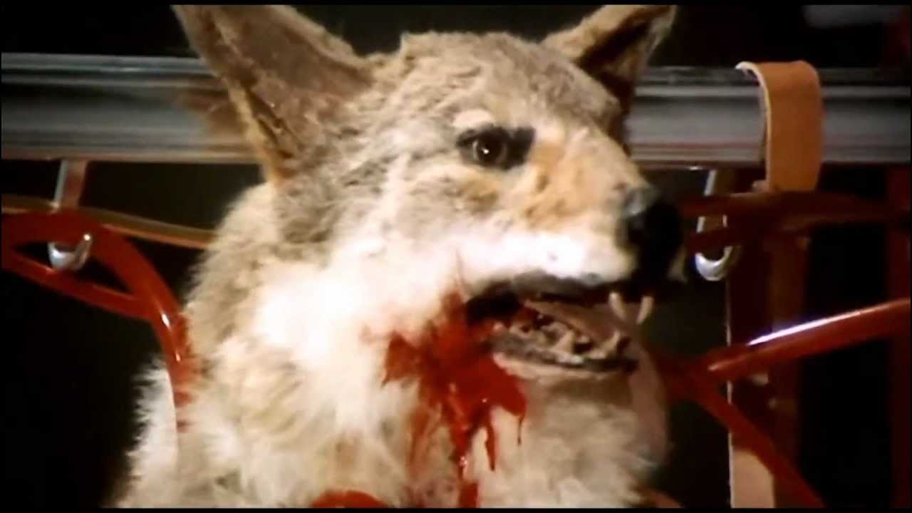 Rùng mình nghi án giết hại chó thật trong phim kinh dị, tàn nhẫn đến đâu mà đạo diễn bị phạt 2 năm tù? - Ảnh 2.