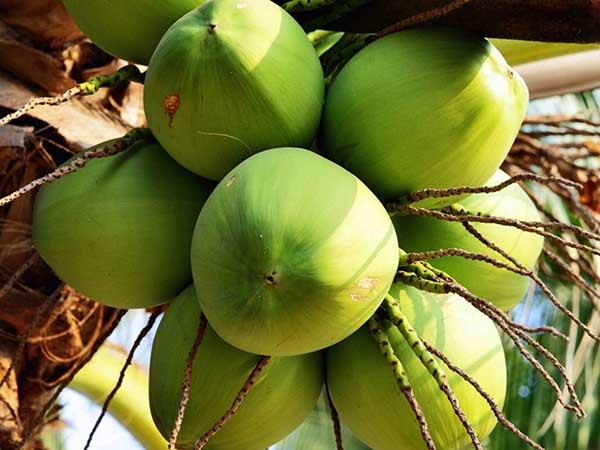 Bộ phận siêu bổ dưỡng của cây dừa, đắt hơn trái dừa khoảng 12 lần: Tận dụng  cực tốt cho sức khoẻ nhưng hầu hết người Việt đều vứt đi