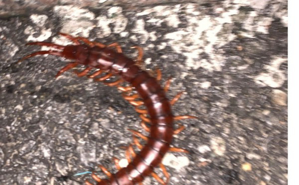 Bệnh nhi 13 tháng tuổi cấp cứu cùng con rết trong chăn