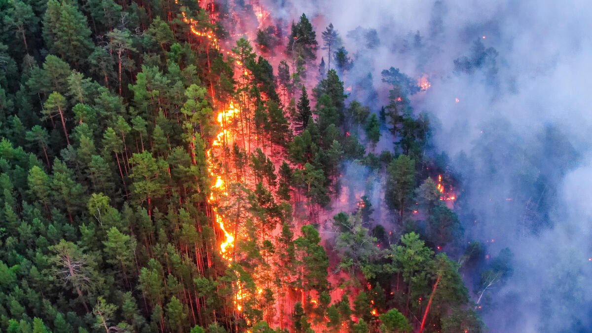 Vì sao cháy rừng ngày càng cuồng bạo? Là vì một quả bom nổ chậm nhân loại vô tình tạo ra sau hàng thập kỷ chống lại giặc lửa - Ảnh 4.