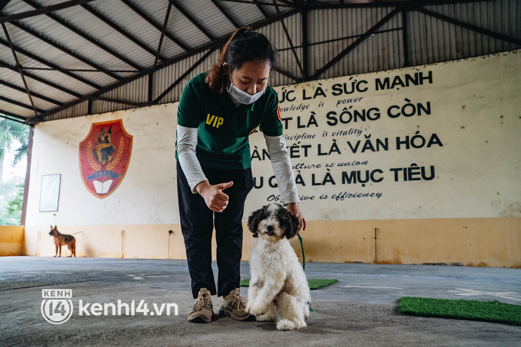 Ngộ nghĩnh học kỳ quân đội của những chú cún ở Hà Nội: Không đủ điểm tốt nghiệp thì phải... học lại - Ảnh 11.