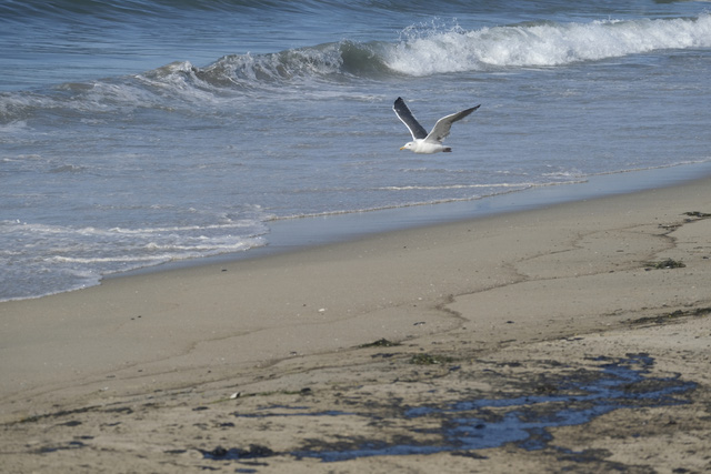 Tràn dầu nghiêm trọng ngoài khơi California, cá và chim chết trôi dạt vào bãi biển Huntington - Ảnh 3.