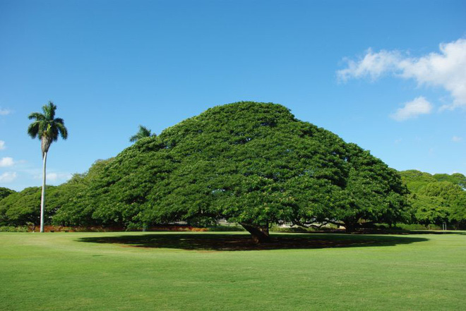 Cây khổng lồ trăm tuổi hái ra tiền ở Hawaii - Ảnh 1.