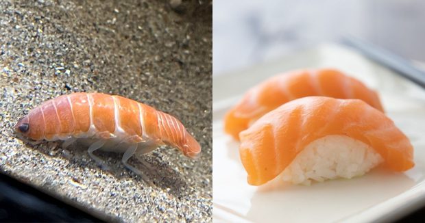 Nhật Bản phát hiện sinh vật trông giống y hệt miếng… sushi cá hồi, biết được nguồn gốc thật ai cũng sốc nặng? - Ảnh 1.