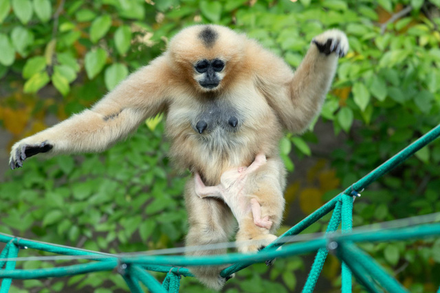 Vượn đen m&aacute; trắng qu&yacute; hiếm ra đời tại vườn th&uacute; Ba Lan - Ảnh 2.