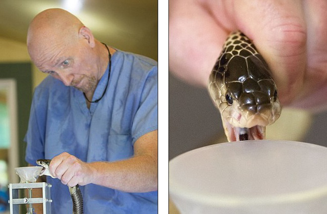 Nghề lạ: Đ&aacute;nh cược mạng sống với nghề vắt sữa rắn - Ảnh 1.