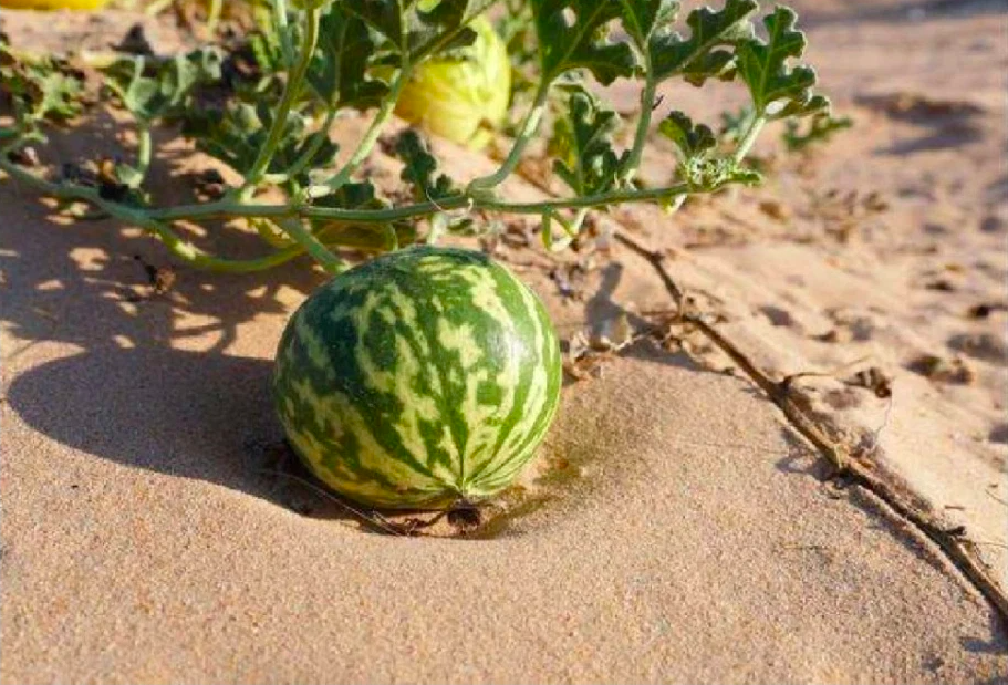 Trên sa mạc bất ngờ mọc vô số quả dưa hấu, chuyên gia: Có khát cũng không được chạm vào - Ảnh 1. Trên sa mạc bất ngờ mọc vô số quả dưa hấu, chuyên gia: Có khát cũng không được chạm vào - Ảnh 1.