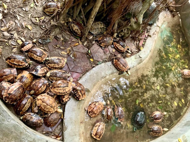 Người đàn ông ở Hà Tĩnh giao nộp 44 cá thể rùa quý hiếm - Ảnh 1.