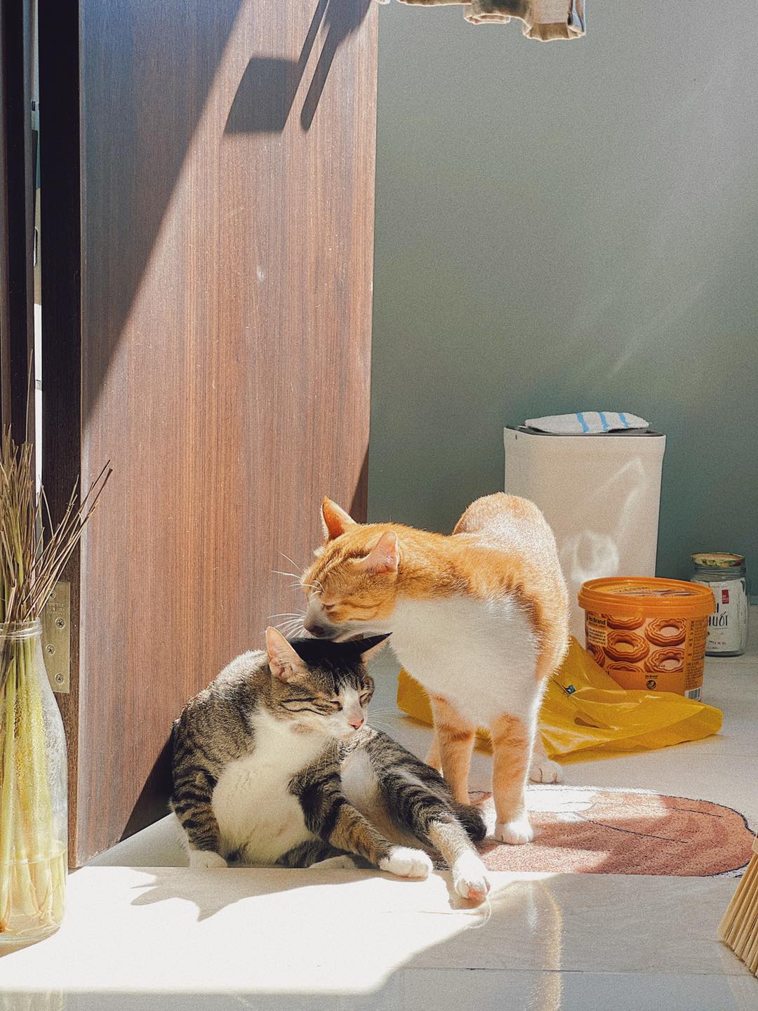 Từ tranh chấp của Sam với BQL đòi lục nhà truy chó mèo, đây là bài học cho những ai có định nuôi thú cưng ở chung cư - Ảnh 13.