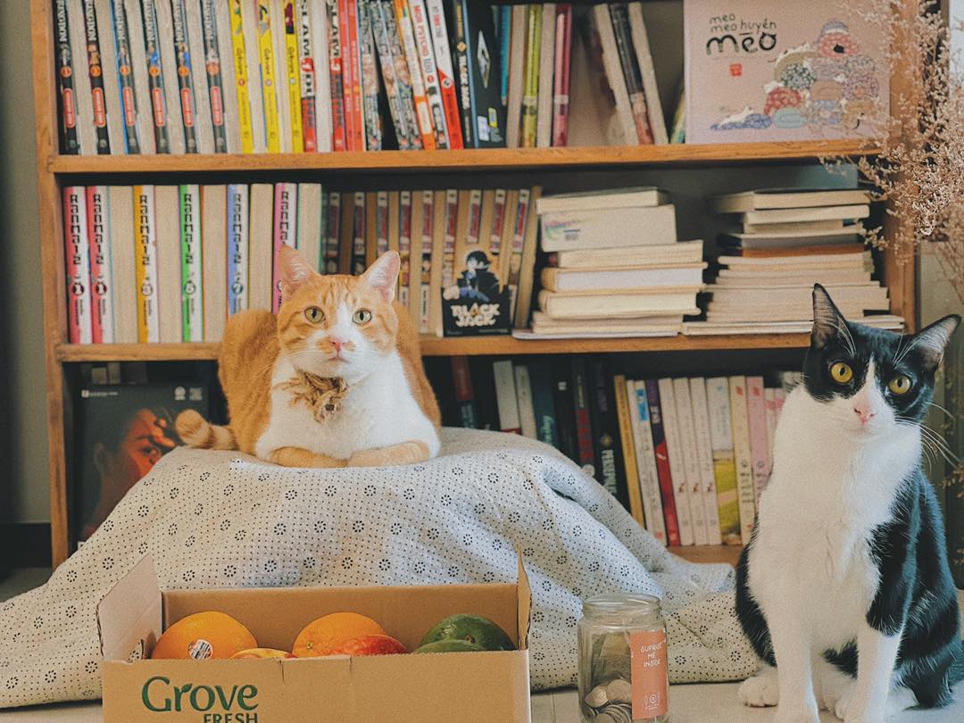 Từ tranh chấp của Sam với BQL đòi lục nhà truy chó mèo, đây là bài học cho những ai có định nuôi thú cưng ở chung cư - Ảnh 12.