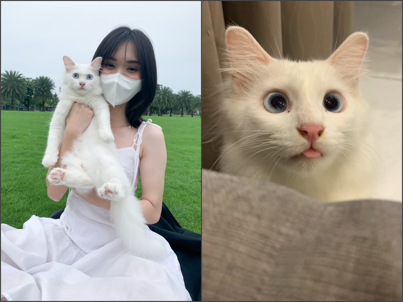 Từ tranh chấp của Sam với BQL đòi lục nhà truy chó mèo, đây là bài học cho những ai có định nuôi thú cưng ở chung cư - Ảnh 3.