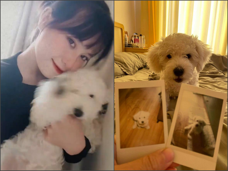 Từ tranh chấp của Sam với BQL đòi lục nhà truy chó mèo, đây là bài học cho những ai có định nuôi thú cưng ở chung cư - Ảnh 8.