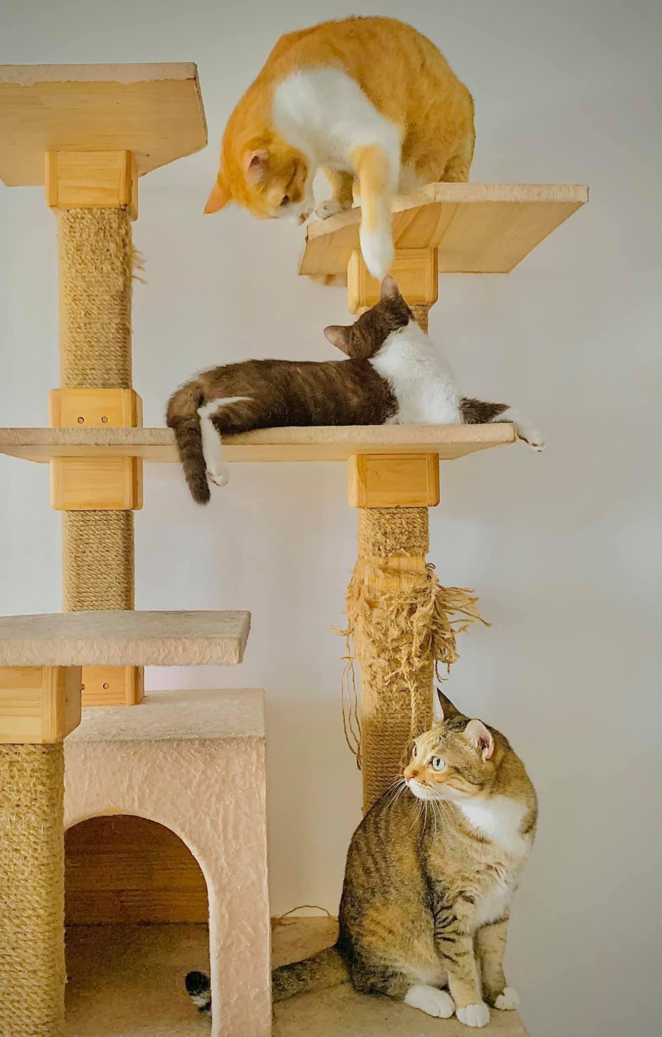 Từ tranh chấp của Sam với BQL đòi lục nhà truy chó mèo, đây là bài học cho những ai có định nuôi thú cưng ở chung cư - Ảnh 5.