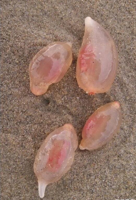 10 năm đi dọc bãi biển chưa từng gặp kẹo dẻo này, chuyên gia: Nếu muốn sống, đừng ăn! - Ảnh 3.