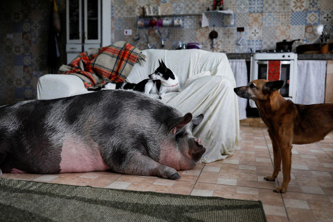 Mua bé heo nhỏ xinh gọi là lợn cảnh mini về làm thú cưng, 3 năm sau người phụ nữ thở dài với con vật khổng lồ chình ình giữa nhà - Ảnh 2.