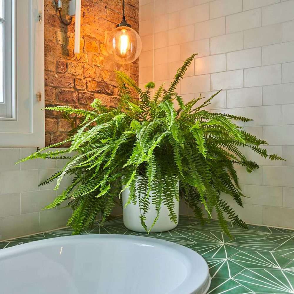 Phòng tắm trồng 6 cây này là vẹn cả đôi đường: Vừa hút ẩm, thanh lọc không khí, vừa giúp tiền tài vào nhà như nước chảy - Ảnh 4.