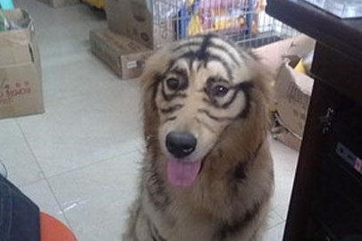 Để con trai 4 tuổi ở nh&agrave; một m&igrave;nh với ch&oacute; Golden, cảnh tượng sau đ&oacute; khiến &ocirc;ng bố giật m&igrave;nh - Ảnh 2.